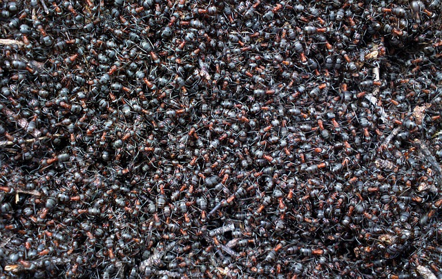 De krekel en de mier herbezocht - De voet van Pasquino