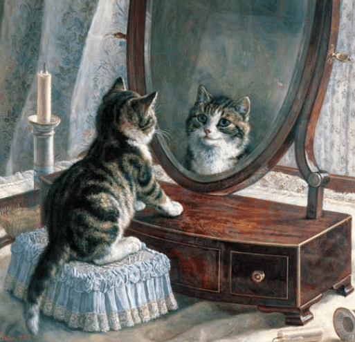 Kat in spiegel -
