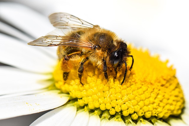 Bij op bloem