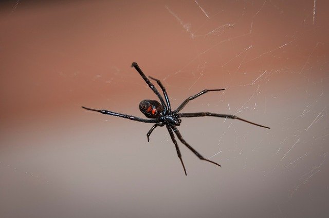 Spin zwarte weduwe