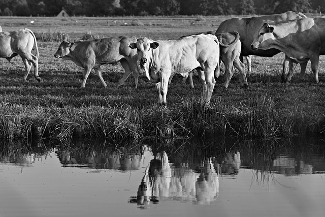 Zwartwit-foto stier