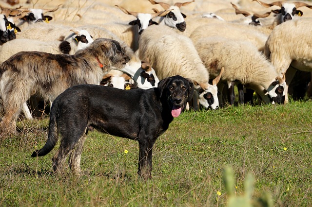 Hond bij schapen