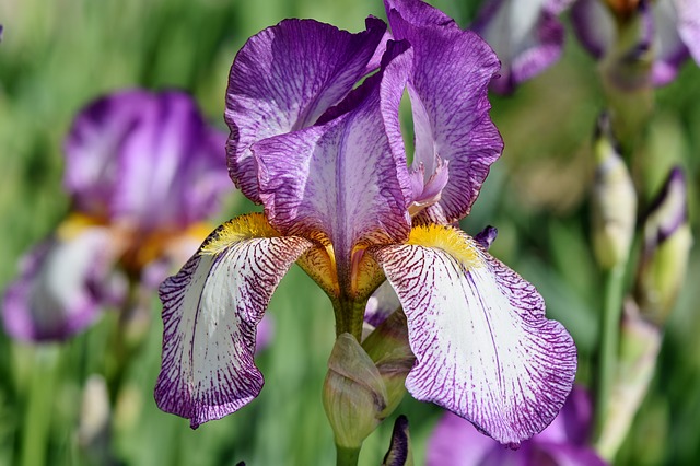 Iris