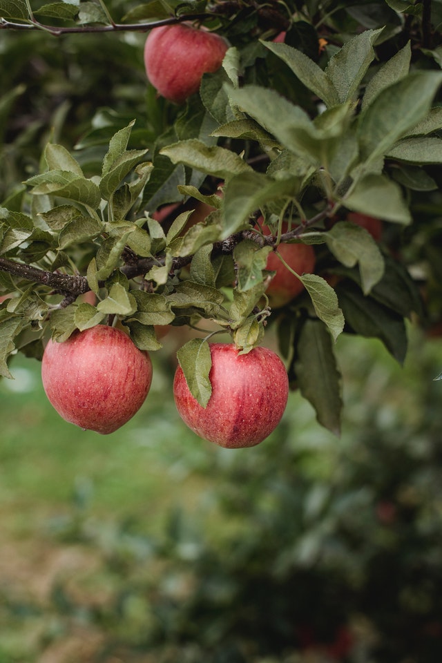 Appels aan de boom