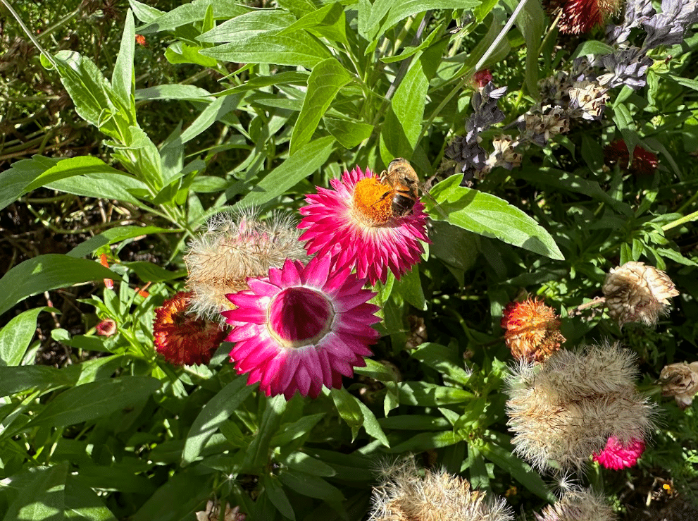 Bloemen