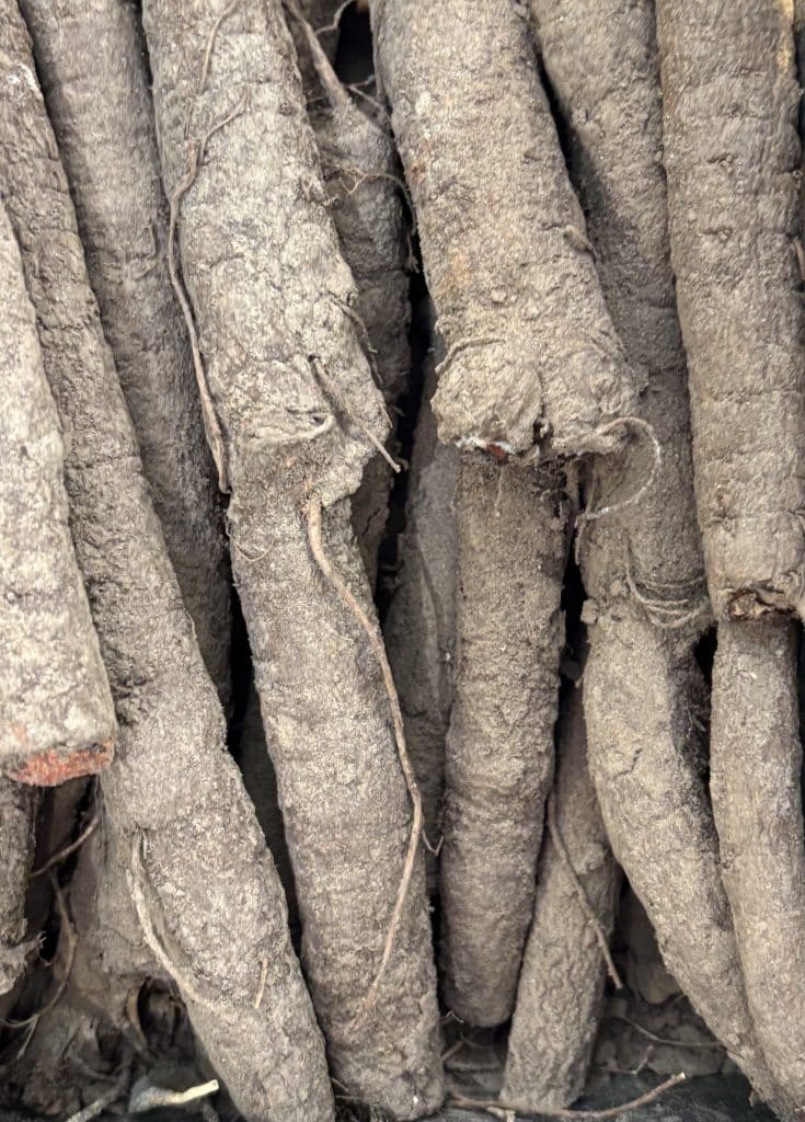 schorseneren=keukenmeidenverdriet