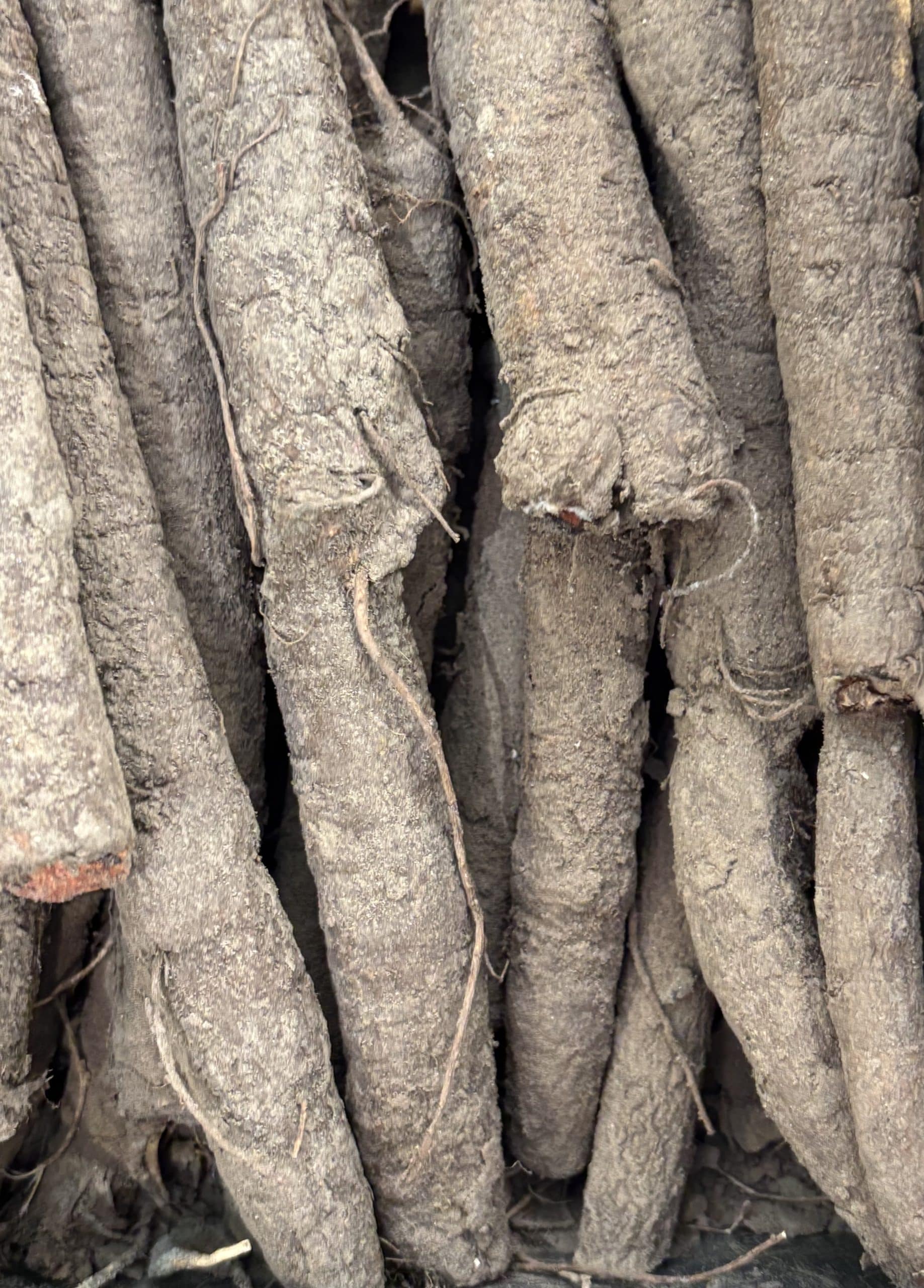 schorseneren=keukenmeidenverdriet